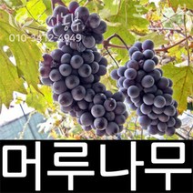 개량머루/머루/묘목/삽목/1년/1주/도시농부