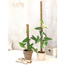 식물 지지대 슬림 연결형 코코넛봉/수태봉/몬스테라지지대 50cm 꼼꼼한 개별포장상품, 슬림형