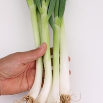 대파 1kg 팔팔마켓 국산 파 뿌리 생대파 한단