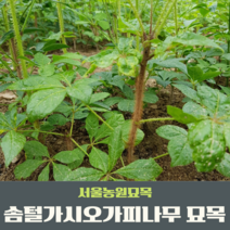 서울농원묘목/솜털가시오가피나무 묘목 2년생특묘 털림묘 약용수 특용수, 1개