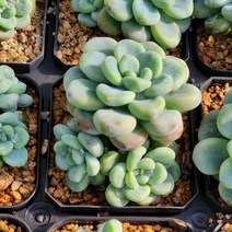 라울 (랜덤), 1개