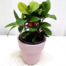 천냥금 빨간열매 수경재배 관리쉬운 공기정화 식물 핑크화분, 단품