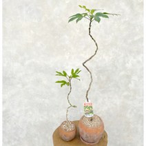 황칠나무 키우기 S자 수형 선이 고운 거실 인테리어 실내 화초 식물 카페 개업축하 화분, 소품 S자 황칠나무 (플라스틱기본포트)