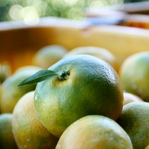 제주 제철 하우스 감귤 선물세트 2.5kg 소과2S-S