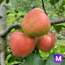 [메디머스] 2022 강원도 횡성사과 달콤아삭! 면역력 지키는 사포닌 사과 [부사 5kg/10kg], 5kg 대(15~17과)