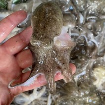 [당일조업] 국내산 활쭈꾸미 생물 서해안 쭈꾸미 봄쭈꾸미 1kg 알배기 알쭈꾸미, 활쭈꾸미 3kg