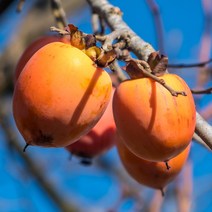 석류나무 비교 검색결과