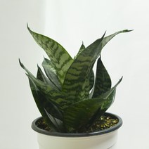 타이거산세베리아 대부농원 / 공기정화식물 음이온, 15cm 포트 (중)