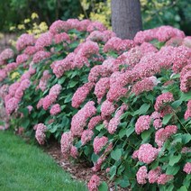 수국 아나벨수국 루비아나벨 15cm 화분