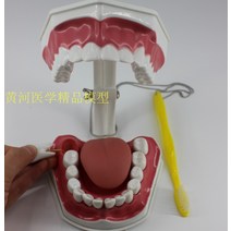 고급 치아 모형 리얼 이빨 충치 이 구조 치과 치기공 치의학 구강 본 뜨기 모델 양치 교육, 2배확대구강(컷오프가능혀있음)개