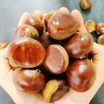 국내산 햇공주밤 1kg 22년 햇밤 공주 정안밤 옥광 알밤 생밤, 칼집 햇공주밤(칼집O) 1kg