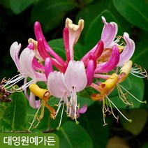 인동나무 덩굴식물 관목형 정원수, 03. 할리아나 P9포트, 1개