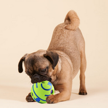 강아지 와글볼 장난감 15 x 15 cm, 1개