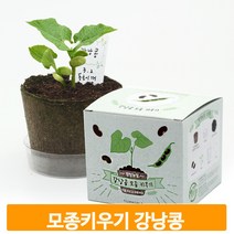 교육용 모종 가꾸기 강낭콩 화분 식물 키우기 초등 체험 학습 관찰 준비물