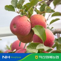 익산원예농협 단단하고 달달한 못난이 까실이 사과 5kg (대과 11~15과), 단일옵션