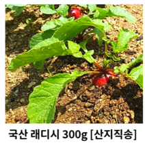 국내산 레디쉬 100g 300g 500g 1kg 2kg 산지직송 레디쉬방울무 레디쉬빨간무우 래디쉬 레디 방울무 방울무우 적환 red Radish 빨간무 샐러드 daikon