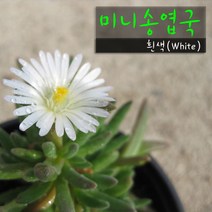 허브여울다육 미니송엽국 화이트(흰색) 지름 9cm 소품화분, 5개