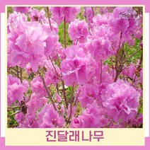 철쭉나무 묘목 진달래 키50~80cm 포트묘 3개