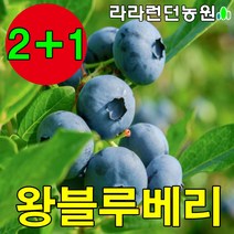 블루베리묘목 3년생 나무 1그루 재배 키우기