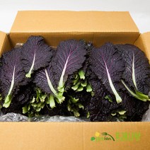 [프레시팜] 엽채류 쌈채소 적겨자 2kg 내외
