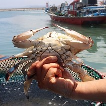 장보리 서천 어부의 서해안 꽃게 1kg