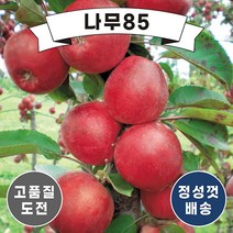 (나무85) 사과나무묘목 14종 시리즈, 3.홍로 접목1년