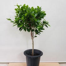 [용이네 화원] 매력이 물씬 풍기는 원형 가지마루 펜다 890 화원 농원, 1개