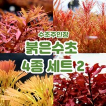 [플랜츠마스터] 수초주인장 붉은수초 4종세트 2 총 13촉 (블러드레드 3촉 로탈라홍콩 5촉 레드카붐바 2촉 슈퍼레드 3촉)