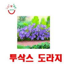 희귀씨앗 투삭스(Tussock)도라지 씨앗 20립