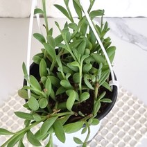 바나나 체인 실내 행잉 키우기쉬운 거실 식물 화분 화초 꽃 나무 묘목, 단품