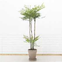 단풍이 예쁜 대형 남천나무 이태리토분세트 카페식물 신혼집화분 사계절식물, 4.바소볼케노(모카색) 26cm