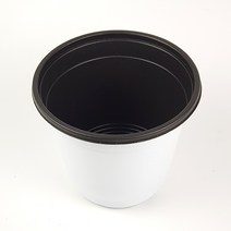 미스터허브 구문초 로즈제라늄 제라늄 모기퇴치식물 허브키우기, 화분15cm(흰색)