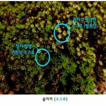 솔이끼(수그루/암그루), _8064_수그루