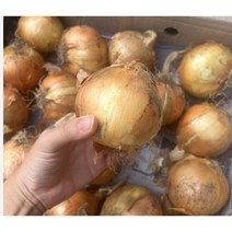 국내산 무농약 무안 신안 햇양파 5kg 깐양파 양파 자색양파 양파5kg 무안양파 양파무안 국내산양파 무안양파5kg