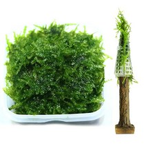 무결점 미니삼각 모스+트리모양 모스활착 1개 세트, 단품