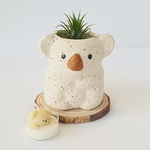 미도리가든 틸란드시아 이오난사 + 코알라 화분 set 공기정화 식물, 화이트