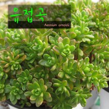 허브여울다육 유접곡 지름 9cm 소품화분, 3개