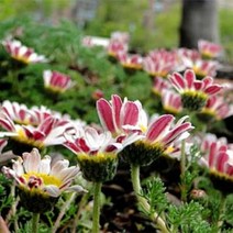 [씨앗]허브-카모마일(모로코)(구름국화)[다년생] 30립