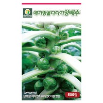 천주중고황 양파 8g 천주중고황양파씨앗 양파씨 채소씨 채소씨앗 야채씨 야채씨앗, 19_다농_애기방울다다기 양배추(500립)