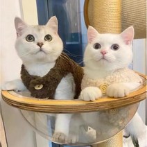 부투펫 고양이김장조끼 강아지 할매 할머니 전용 다이소 옷, 블루