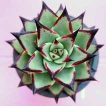 멋지게 물드는 에보니 슈퍼클론 키우기 잘키운 다육식물 랜덤1100, 단품