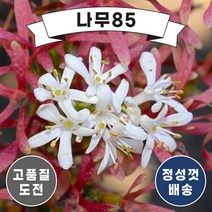 (나무85) 칠자화 키 1.5M 내외 개화주 분, 1개