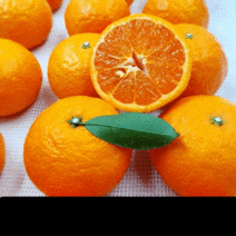 제주도 프리미엄 카라향 2kg 3kg 5kg 10kg 가정용 선물세트, 가정용 카라향