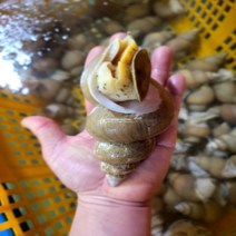 여수아빠다 자연산 활 백고동 백골뱅이, 특대 1kg (8미 내외)