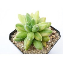 [천대전송금 중대품 0530] 홈가드닝 관엽 분재 선인장 키우기쉬운 아프리카 다육이 공기정화식물 특이한 귀여운 예쁜 희귀한 인테리어 생일 승진 개업선물 리톱스 코노피튬