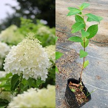 금산묘목나라 라임라이트 목수국 여름꽃 4치 포트 20개 들꽃 야생화