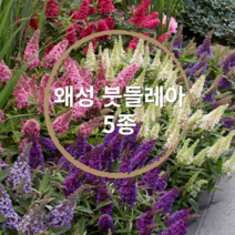왜성 붓들레아5종 / 버터플라이 캔디 (10cm 포트) 붓들레야 / 왜성붓들레아 / 유럽붓들레아 / 정원수 / 썸머라일락, 리틀루비