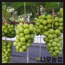 (나무농장) 청포도(샤인머스켓) 접목1년포트 (대목188) ( 키 60cm 내외 )