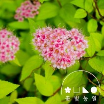 꽃빛농원 조팝나무 3종 4치 5치 포트 칼잎조팝 황금조팝 삼색조팝, 칼잎, 4치포트
