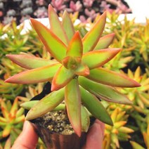 천후엽 키우기 쉬운 실내 거실 다육 식물 화분 랜덤발송, 단품